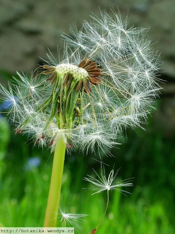 Pampeliška kořen řezaný